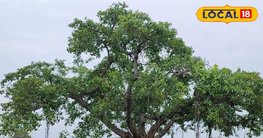 This tree is worshiped, it is full of medicinal properties, panacea for diabetes.