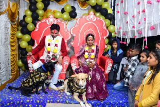 VIDEO: Unique love for dogs, groom kept them with him in every wedding ritual, then... - India TV Hindi