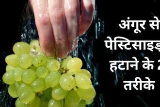 Ways to wash Grapes: Are you eating grapes laced with pesticides?  Before eating, clean it with these 2 easy methods.