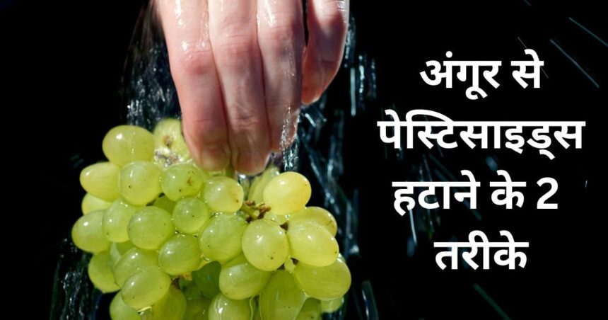 Ways to wash Grapes: Are you eating grapes laced with pesticides?  Before eating, clean it with these 2 easy methods.