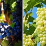 What is the difference between black or green grapes?  Which grapes are more beneficial for health?