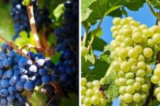What is the difference between black or green grapes?  Which grapes are more beneficial for health?