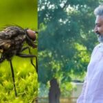 When SS Raramouli caught real flies for shooting, 1 fly took revenge of the hero's death, revealed after 10 years