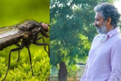 When SS Raramouli caught real flies for shooting, 1 fly took revenge of the hero's death, revealed after 10 years