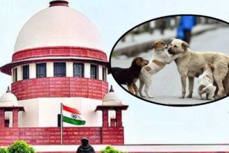 When the issue of street dog reached SC, the judge said - we are not retreating but