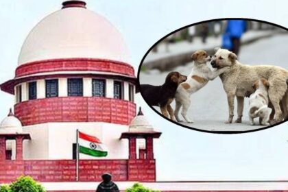 When the issue of street dog reached SC, the judge said - we are not retreating but