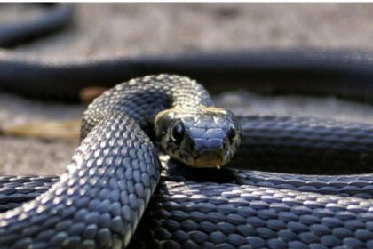 Which animals and birds are most afraid of snakes, some even live in our houses