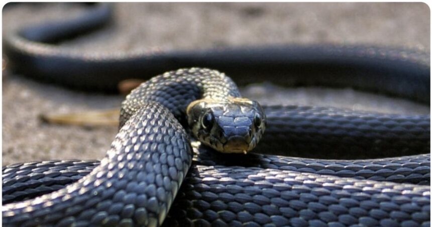 Which animals and birds are most afraid of snakes, some even live in our houses