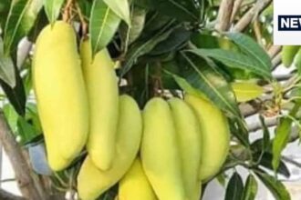 Banana Mango is the father of Dussehri! Which tastes better, mango or banana? Where did it come from and how much is the price of this fruit