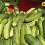 Cucumber is a medicine for the body, it protects from dozens of diseases, the benefits will surprise you.
