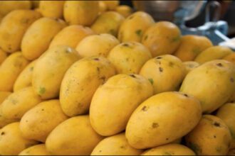 Delhiites eat lakhs of kilos of mangoes every day, this is the most selling mango - India TV Hindi