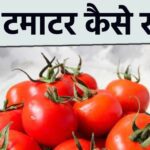 Does eating tomato with peel cause it to accumulate in the stomach?  Know the truth from the dietitian