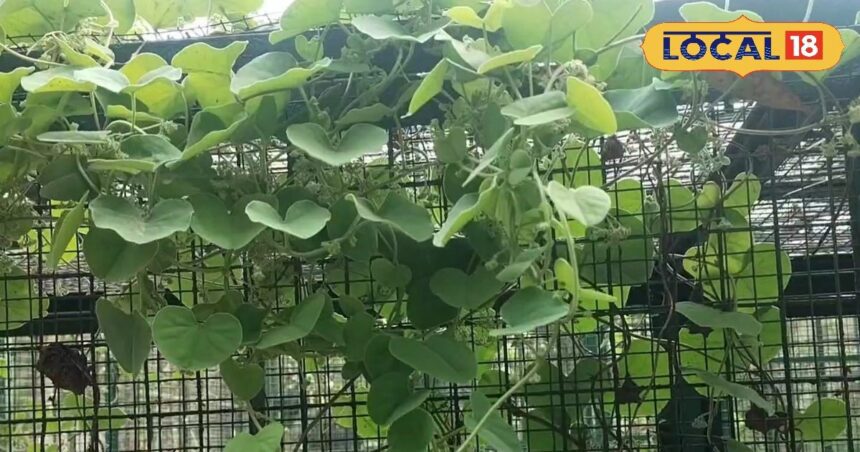 Enchanting vine... is a medicine for everything from dengue-malaria to dog bites, effective from roots to leaves.