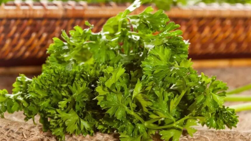Green coriander rots in the fridge every second day...so try these easy tips to store it - India TV Hindi