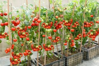 Home Gardening Tips: Grow field like green and red tomatoes in pots, learn easy tips and tips - India TV Hindi