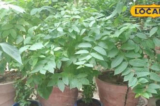 International scientists' research on Ashwagandha, GU professor said- this plant is a panacea for paralysis and diabetes