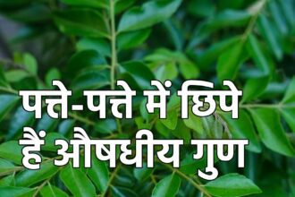 Just 2 inch leaves will do wonders, there is a medicine factory hidden in them, they will solve many problems.