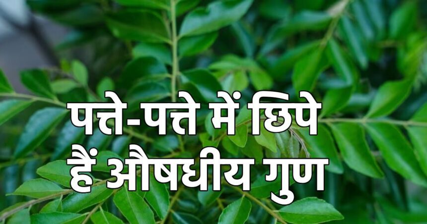 Just 2 inch leaves will do wonders, there is a medicine factory hidden in them, they will solve many problems.