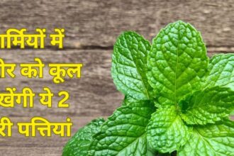 Must eat these 2 green leaves with cooling effect in summer, stomach will remain cool, get rid of digestive problems