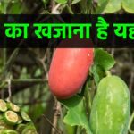 Such a vegetable which no one even asks about, even its leaves have a lot of life in them, and what's more, they can even help in preventing cancer.