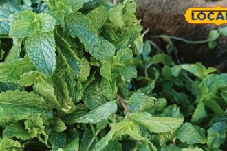 The secret of health is hidden in mint leaves, it is a panacea for stomach diseases, know the benefits.