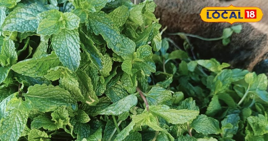 The secret of health is hidden in mint leaves, it is a panacea for stomach diseases, know the benefits.
