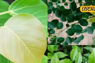 These 3 leaves are like nectar!...A panacea for diseases like bile and nose bleeding.