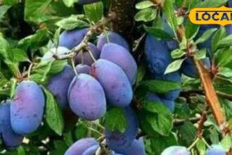 These wild fruits are not easily available in the markets, they are amazing in taste and excellent in health.