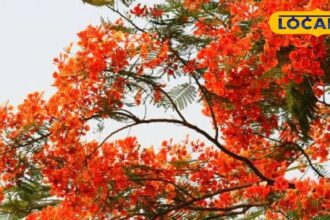 This beautiful tree is a cure for piles, arthritis and diarrhea! Every single thing is useful