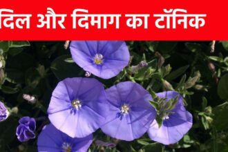 This flower is very powerful, along with being a brain tonic, it can reduce the risk of many diseases, it is also powerful for the heart