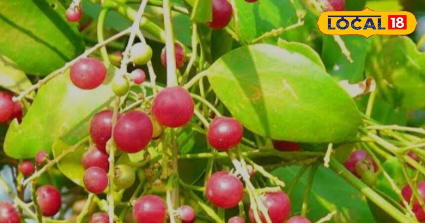 This fruit of Dhor of Rajasthan is available in the month of Ashadh and Jyeshtha, it protects from heat stroke and increases the amount of water in the body.