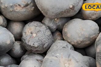 This fruit, which looks like a potato, is no less than nectar, is a storehouse of medicinal properties, know the benefits.