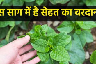 This greens grows in scorching heat, but gives strength to the body like iron, magical medicine for the health of heart, skin and bones.