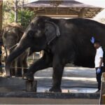 This is passion!  Vantara's team reached 3,500 km in 24 hours and saved the elephant - India TV Hindi
