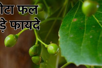 This miraculous fruit is available only in summer, consume it vigorously for 2 months, your health will improve.