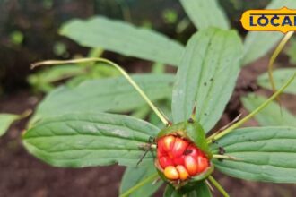 This plant, found in remote areas of the Himalayas, is a boon for cancer patients!  Smuggling is in such demand