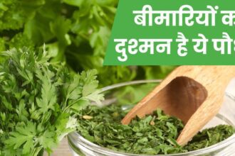 This plant like coriander is full of medicinal properties from head to toe, it avoids the risk of cancer, it is also a panacea for skin and bones.