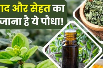 This pungent smelling plant is full of anti-aging properties, consuming it will increase age but not cause old age, know 7 more big benefits