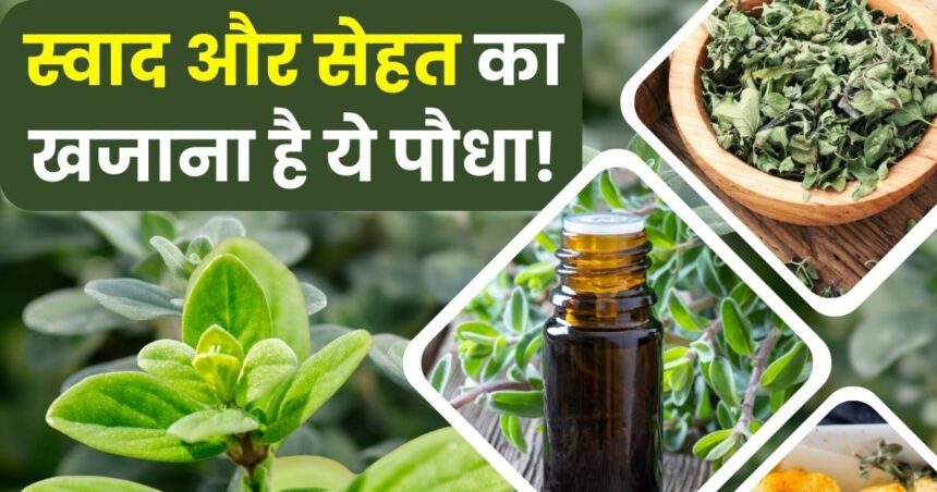 This pungent smelling plant is full of anti-aging properties, consuming it will increase age but not cause old age, know 7 more big benefits