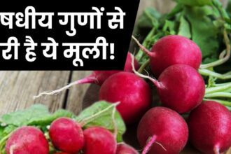 This radish is best for health, red from outside but completely white from inside, there is no shortage of water in the body, know 7 big benefits.
