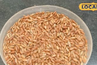 This rice is cultivated in the mountains for Rs 500 per kg, it is a treasure of vitamins and proteins
