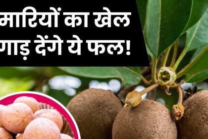 This small fruit is a combo pack of medicines, pulls out stones from the kidney, fills the body with instant energy...!