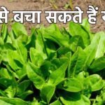 This sour greens is like nectar in Kaliyuga, it is also a panacea in protecting from cancer and heart attack!