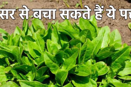 This sour greens is like nectar in Kaliyuga, it is also a panacea in protecting from cancer and heart attack!