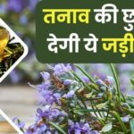 This special herb will increase memory power, its fragrance removes stress, it also brings amazing glow to skin and hair...!