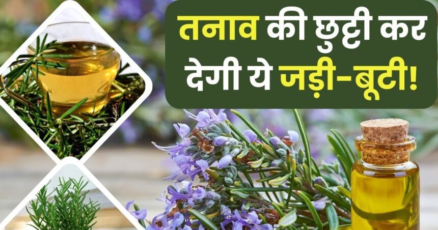 This special herb will increase memory power, its fragrance removes stress, it also brings amazing glow to skin and hair...!