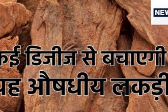 This special wood is a boon for health, it has a full storehouse of medicines, a panacea for the heart!