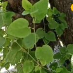 This tree is a storehouse of vitamins, keeps the liver healthy, does not allow old age, is also useful in cottage industry.