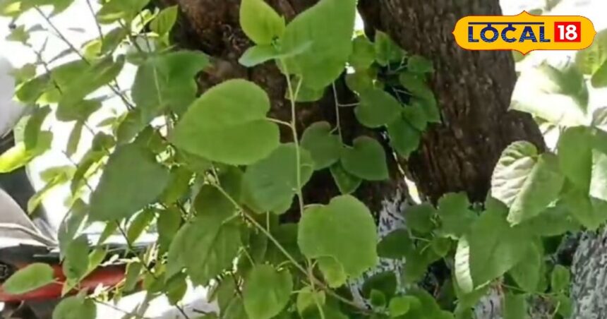 This tree is a storehouse of vitamins, keeps the liver healthy, does not allow old age, is also useful in cottage industry.