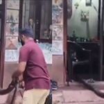 VIDEO: A 12 feet long king cobra was hiding in the house, when it came out people were shocked - India TV Hindi